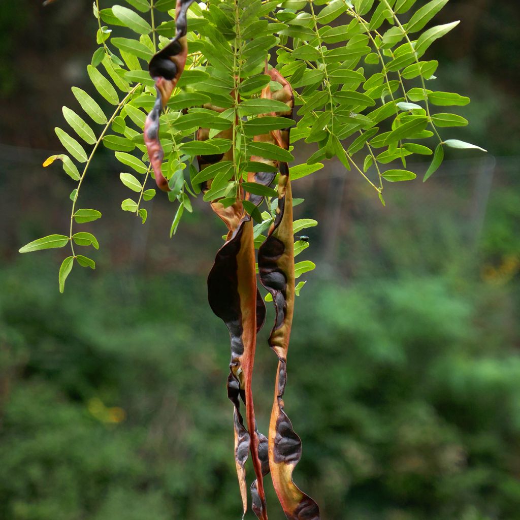 Gleditsia triacanthos f.inermis (Samen) - Gleditschie