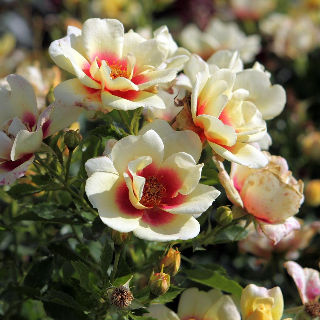 Rosier nain Glorious Babylon Eyes ®