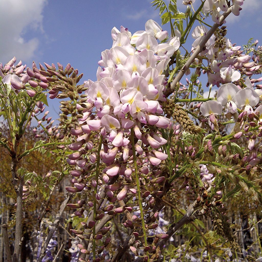 Wisteria brachybotrys Shiro-Beni - Blauregen