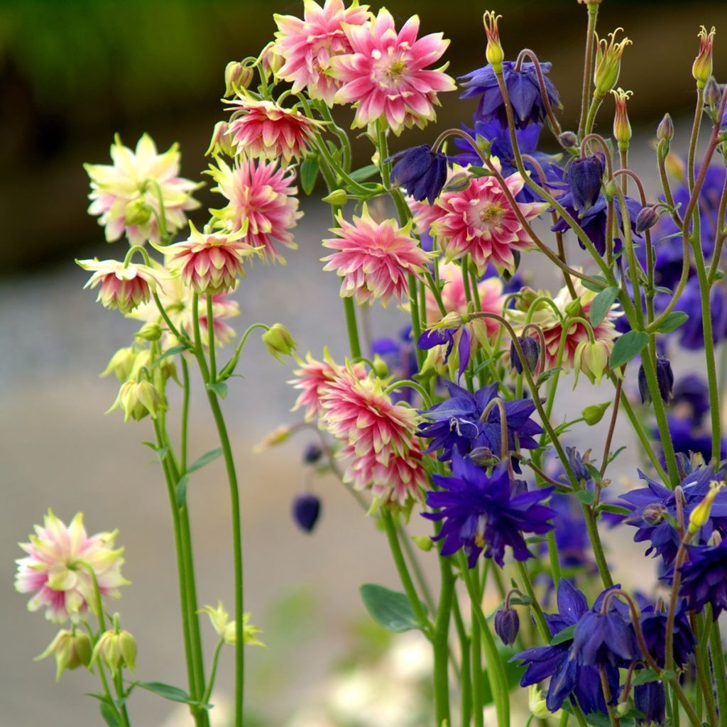 Aquilega Barlow Mixture (Samen) - Gemeine Akelei