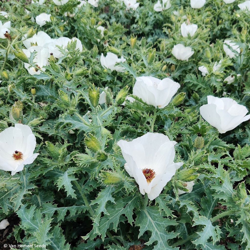 Argemone platyceras (Samen) - Borstenmohn