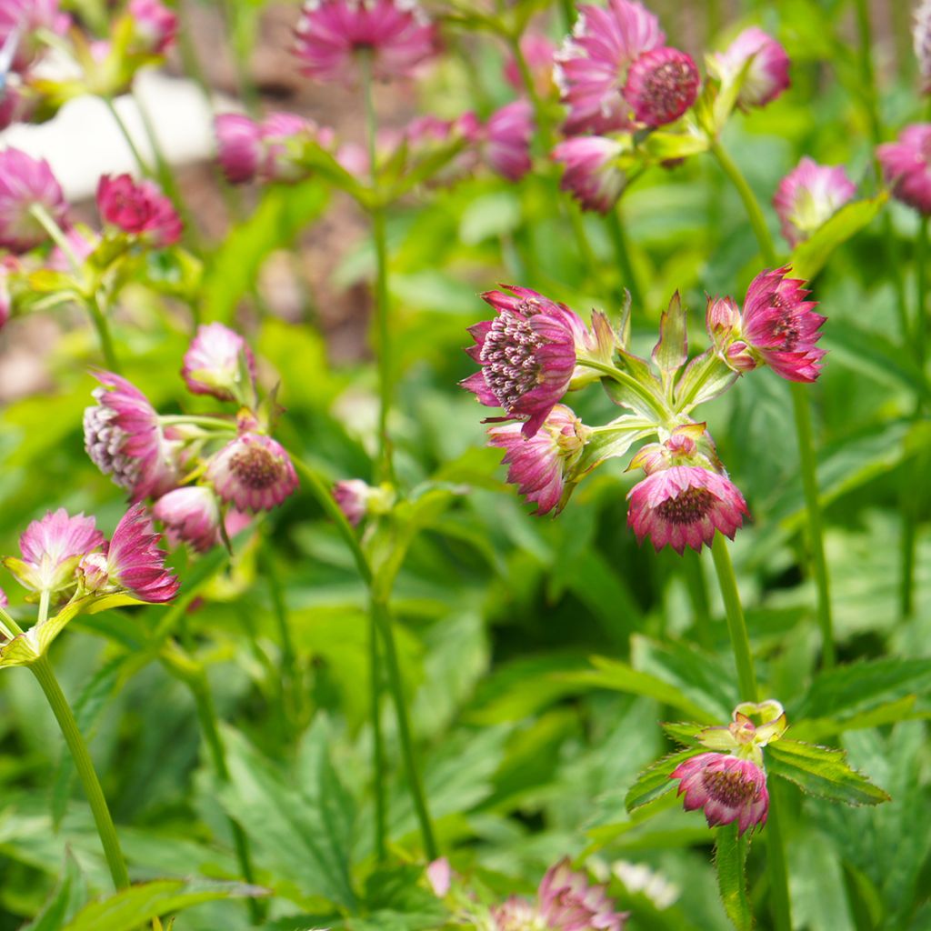 Astrantia Ruby Cloud (Samen) - Sterndolde