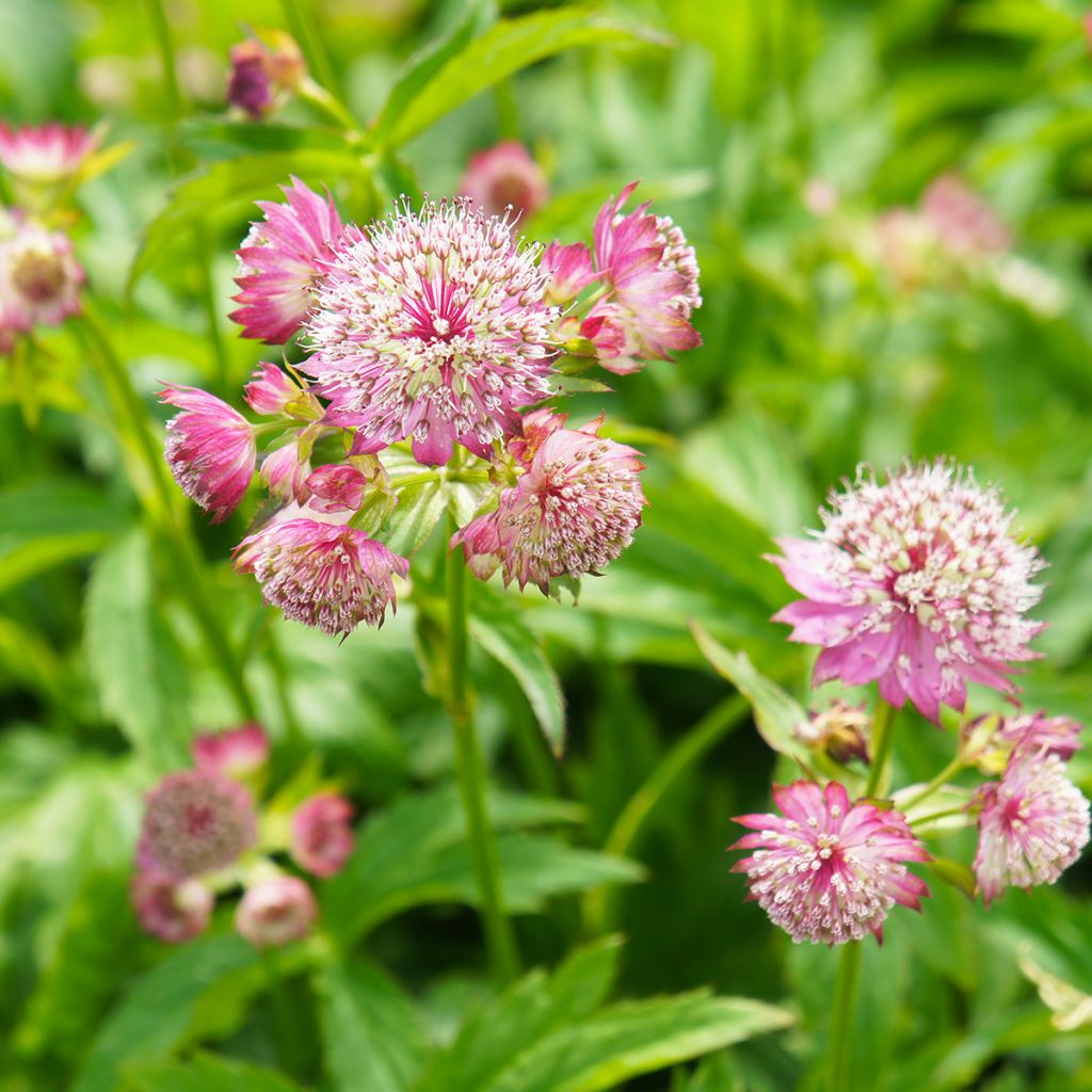 Astrantia Ruby Cloud (Samen) - Sterndolde