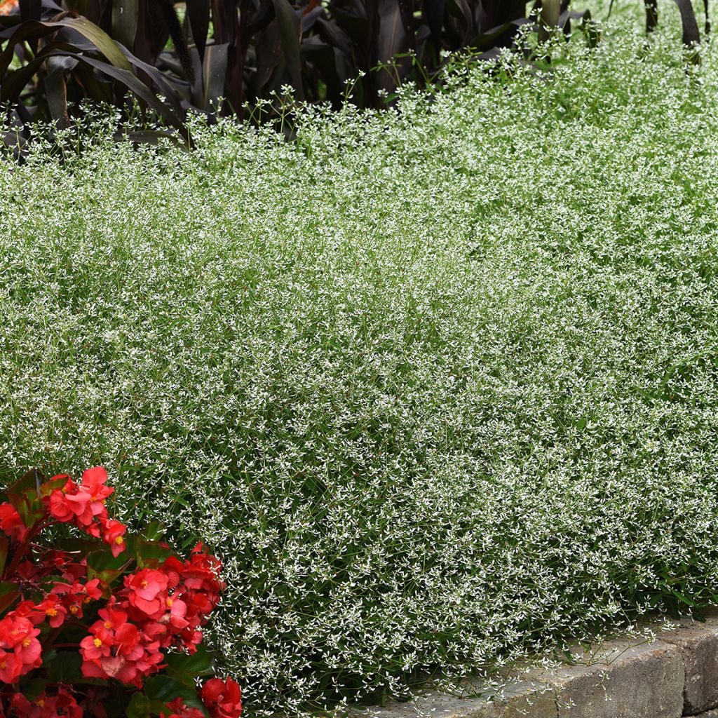 Zauberschnee Glamour (Samen) - Euphorbia graminea