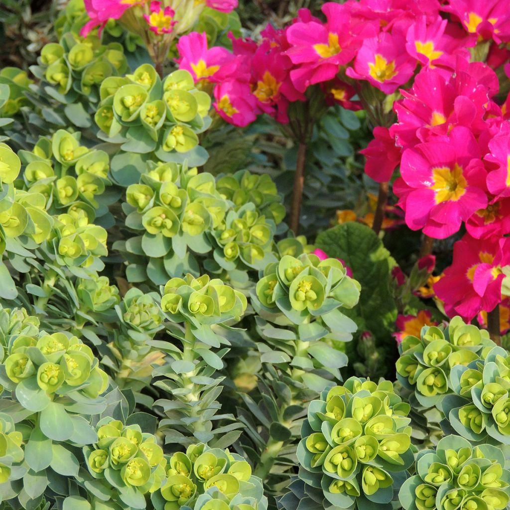 Euphorbia myrsinites (Samen) - Blaugrüne Wolfsmilch