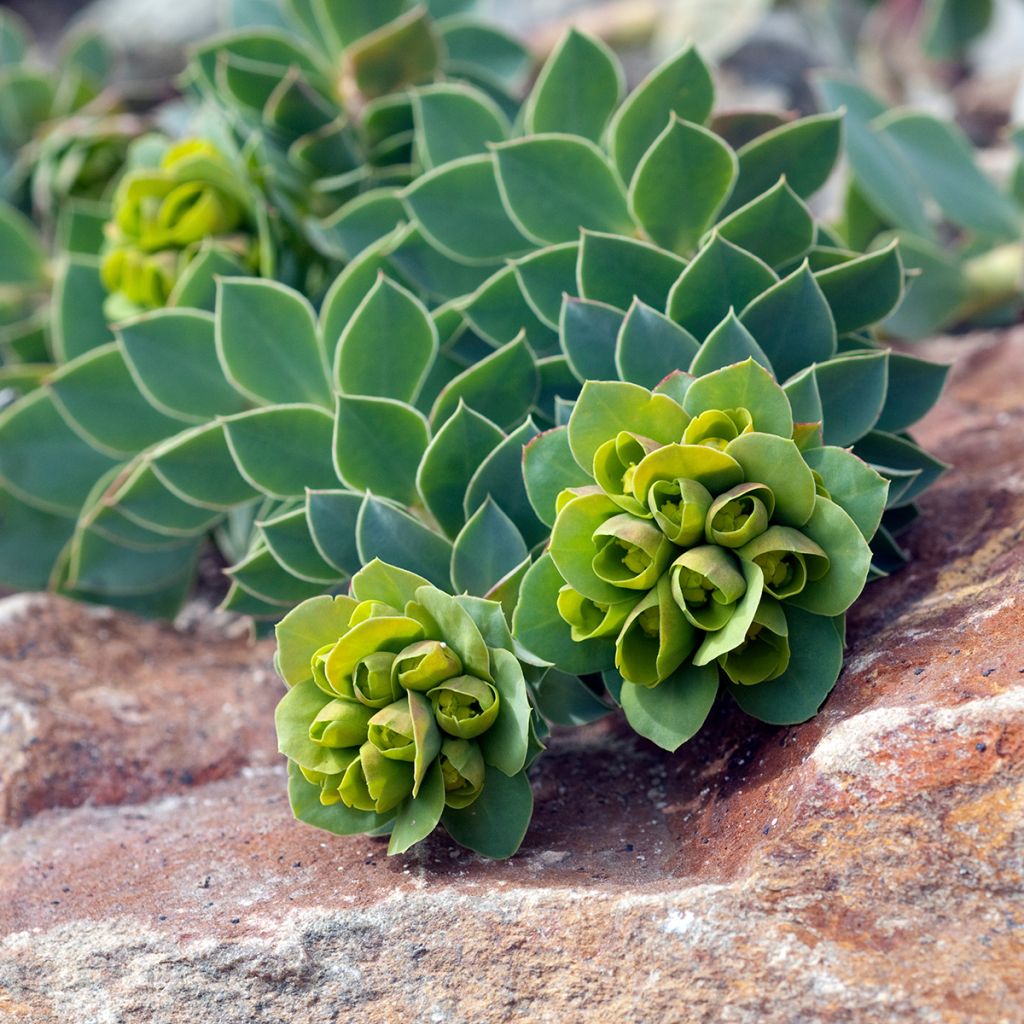 Euphorbia myrsinites (Samen) - Blaugrüne Wolfsmilch