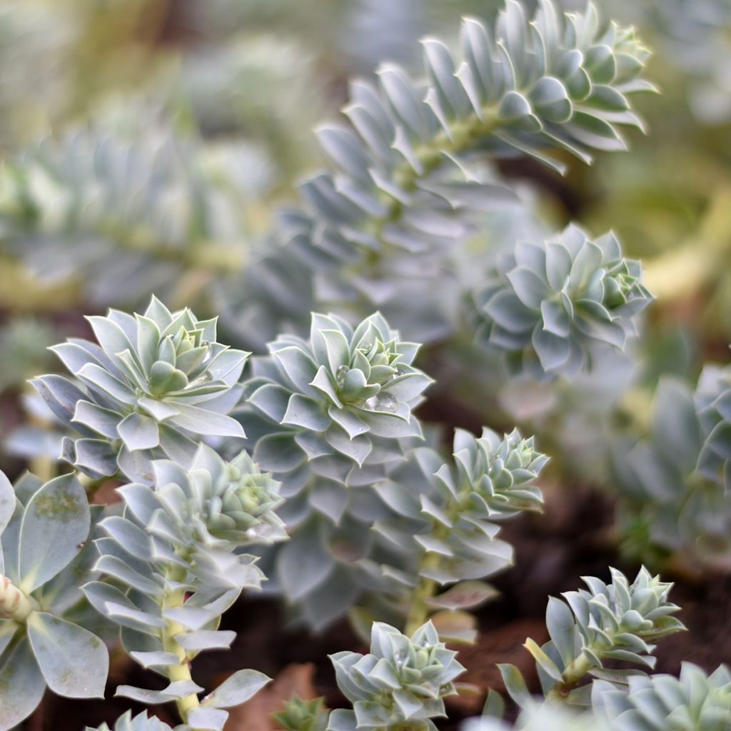 Euphorbia myrsinites (Samen) - Blaugrüne Wolfsmilch