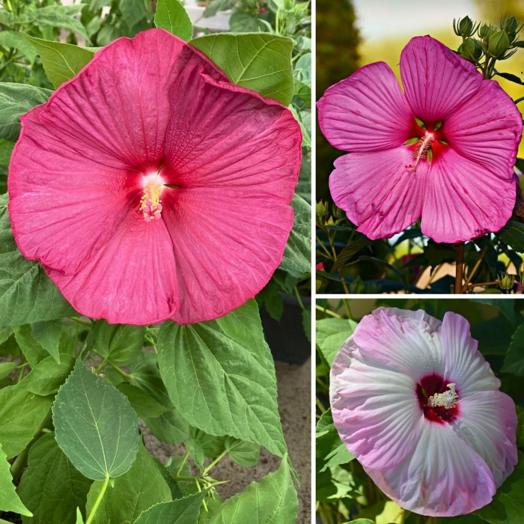 Hibiscus moscheutos Mix (Samen) - Sumpfeibisch