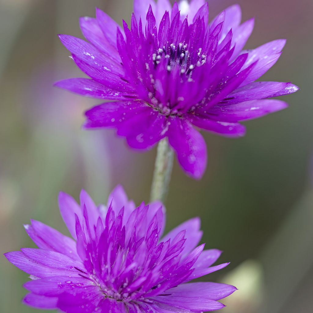Strohblume (Samen) - Xeranthemum Superbissimum Purpureum