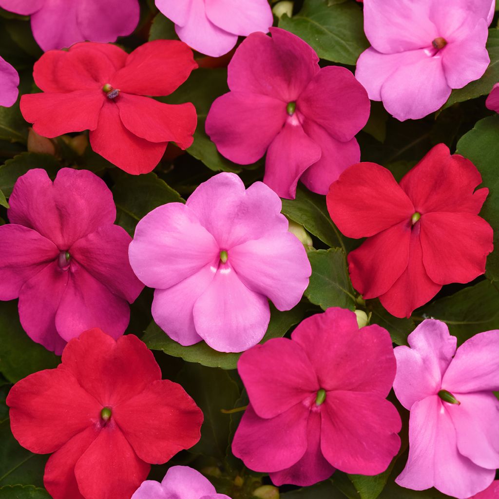 Fleißige Lieschen Beacon F1 Otway Mix (Samen) - Impatiens walleriana