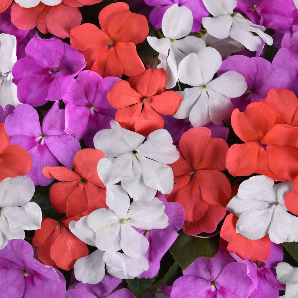 Fleißige Lieschen Beacon F1 Pearl Island Mix - Impatiens walleriana