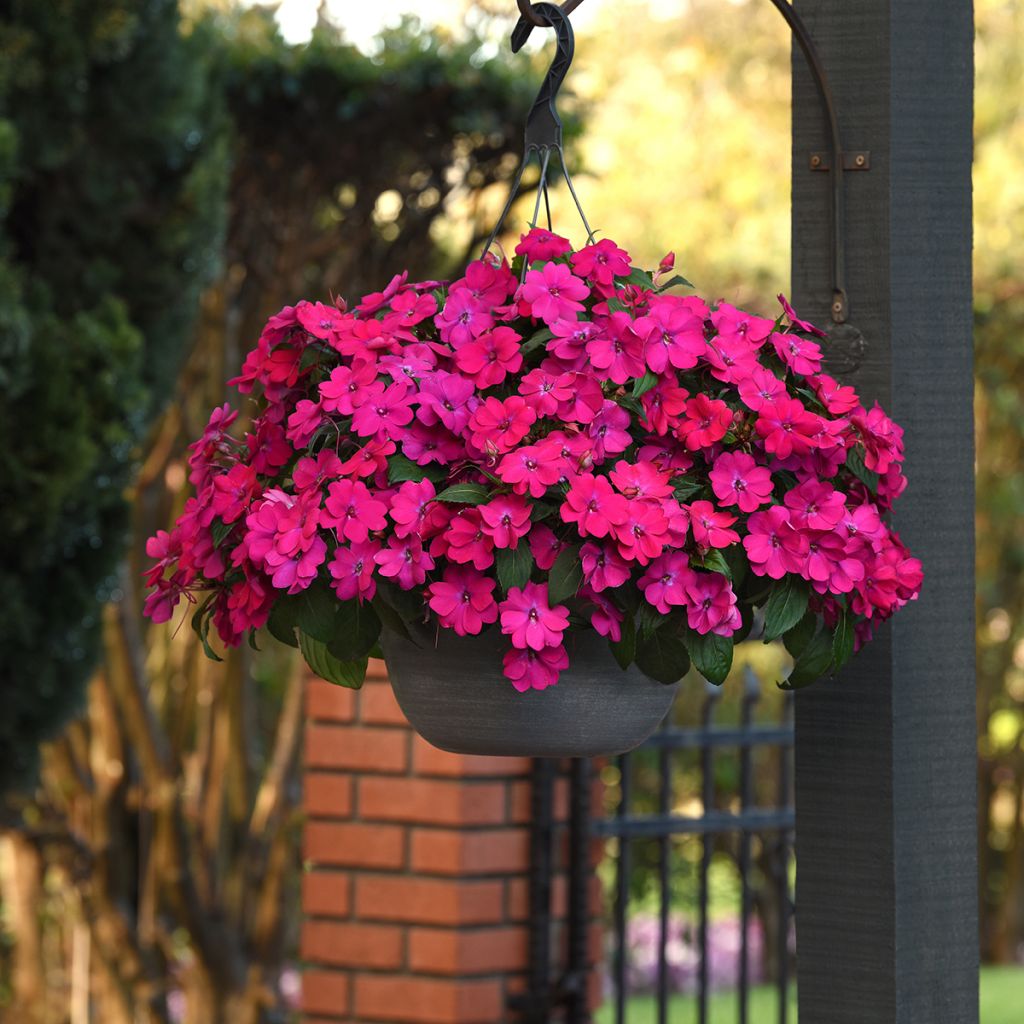 Fleißige Lieschen Solarscape Magenta Bliss (Samen) - Impatiens