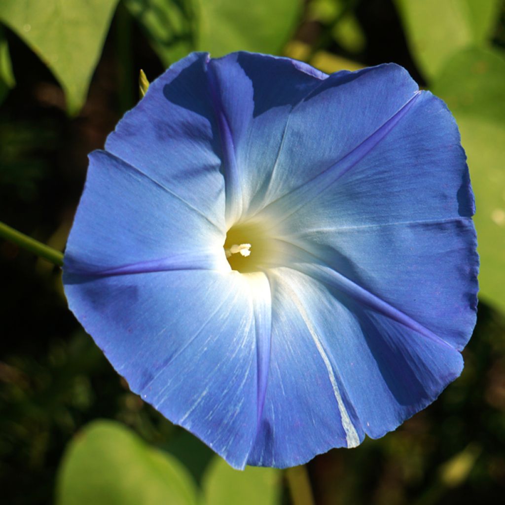 Ipomoea tricolor Flying Saucer (Samen) - Prunkwinde
