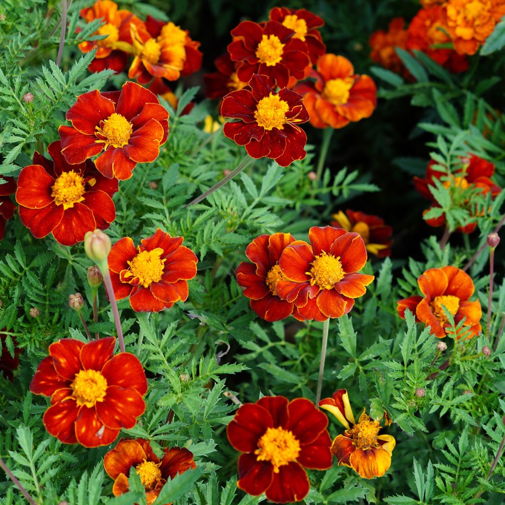 Studentenblume Red Knight