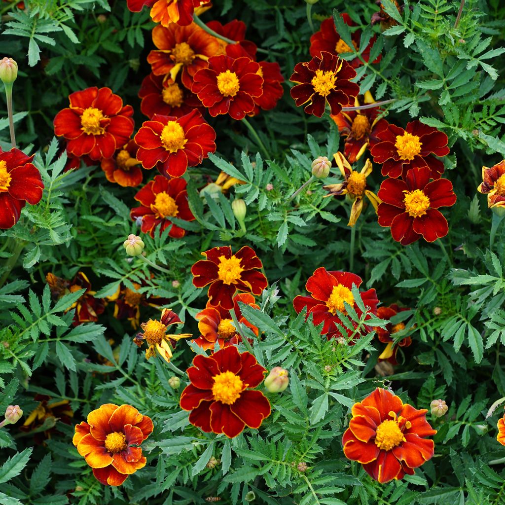 Studentenblume Red Knight