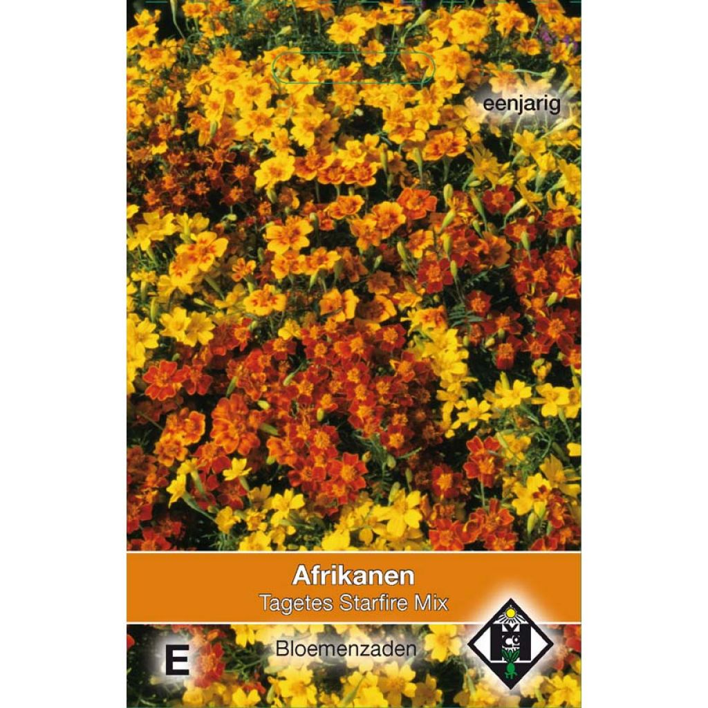 Studentenblume Starfire - Tagetes tenuifolia