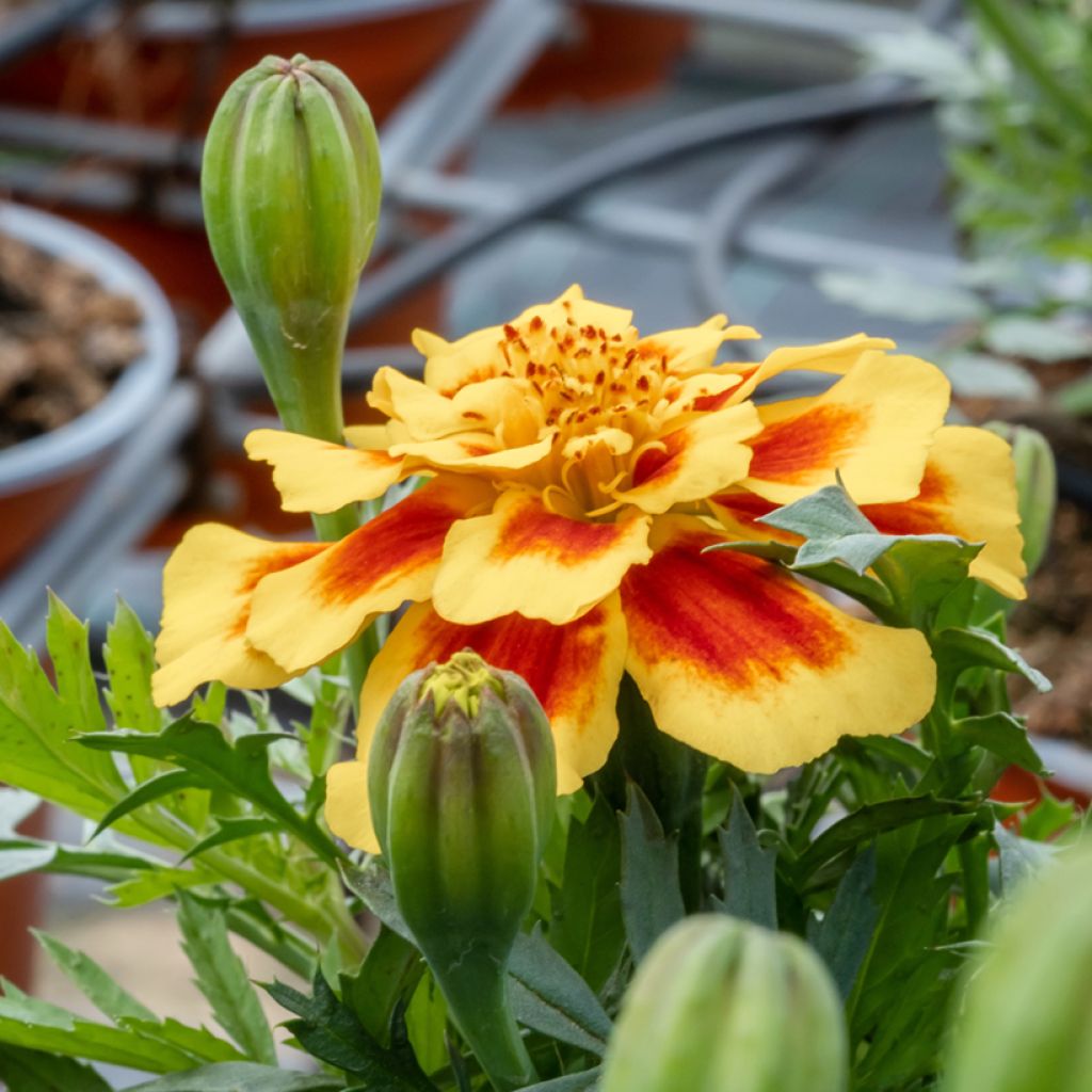 Studentenblume Durango Bee F1 Hybrid