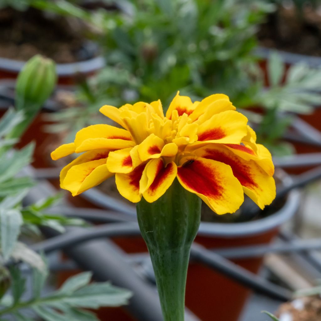 Studentenblume Durango Bee F1 Hybrid