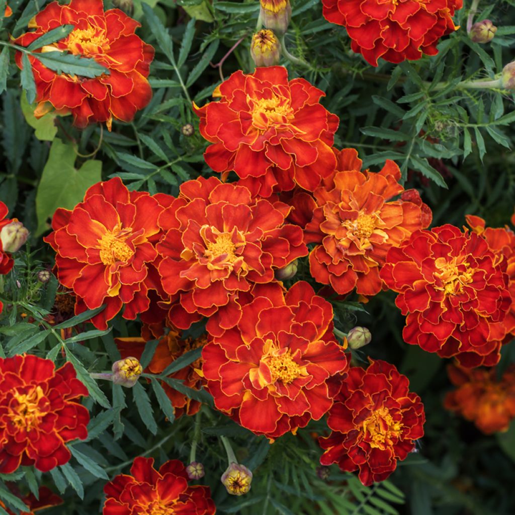 Studentenblume Durango Red