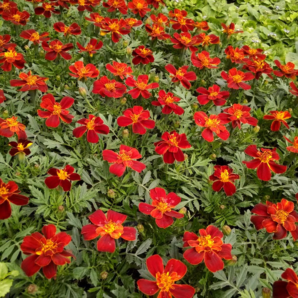 Studentenblume Durango Red