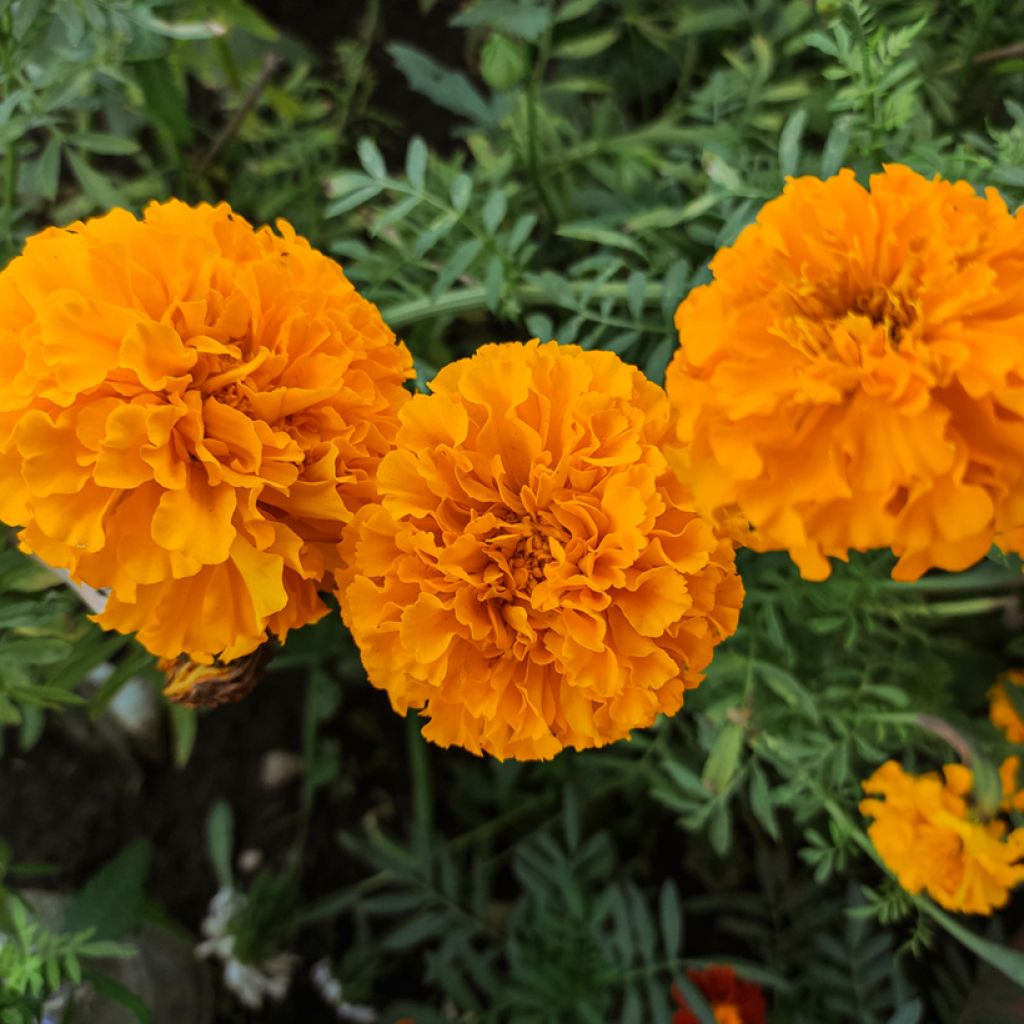 Studentenblume Tangerine