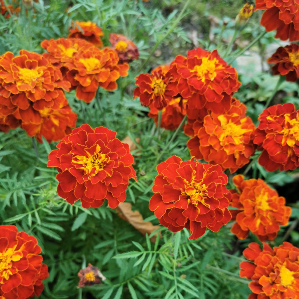Studentenblume Konstance
