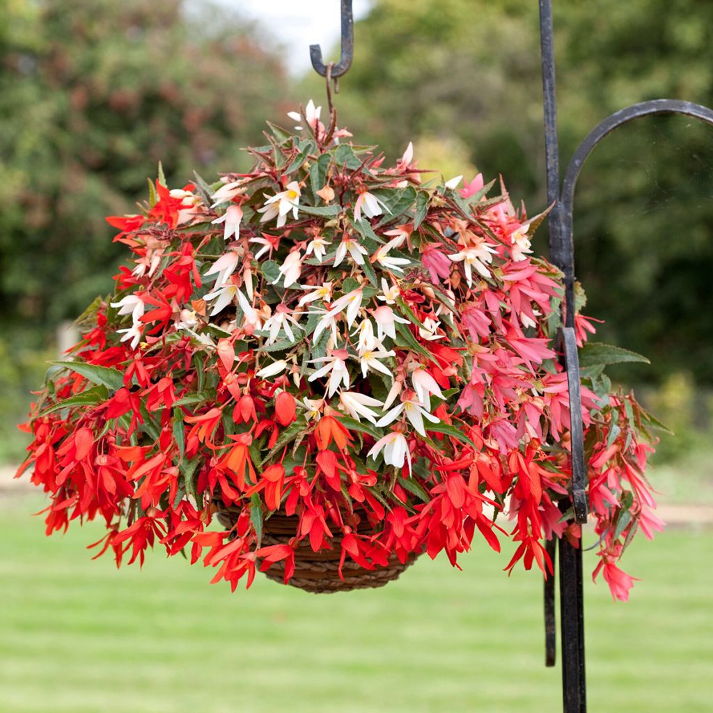 Begonie Bossa Nova Mix (Pillierte Samen) - Begonia boliviensis