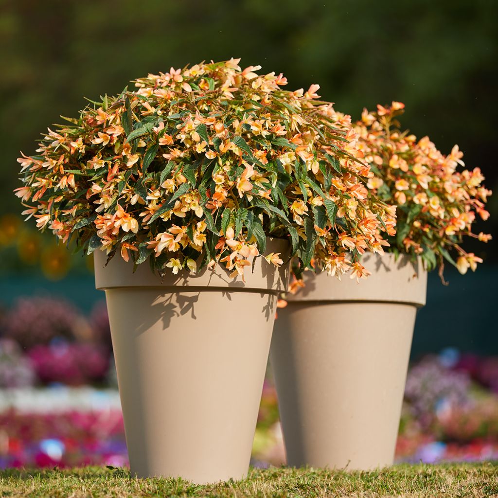 Begonie Copacabana F1 Tricolour (Pillierte Samen) - Begonia boliviensis