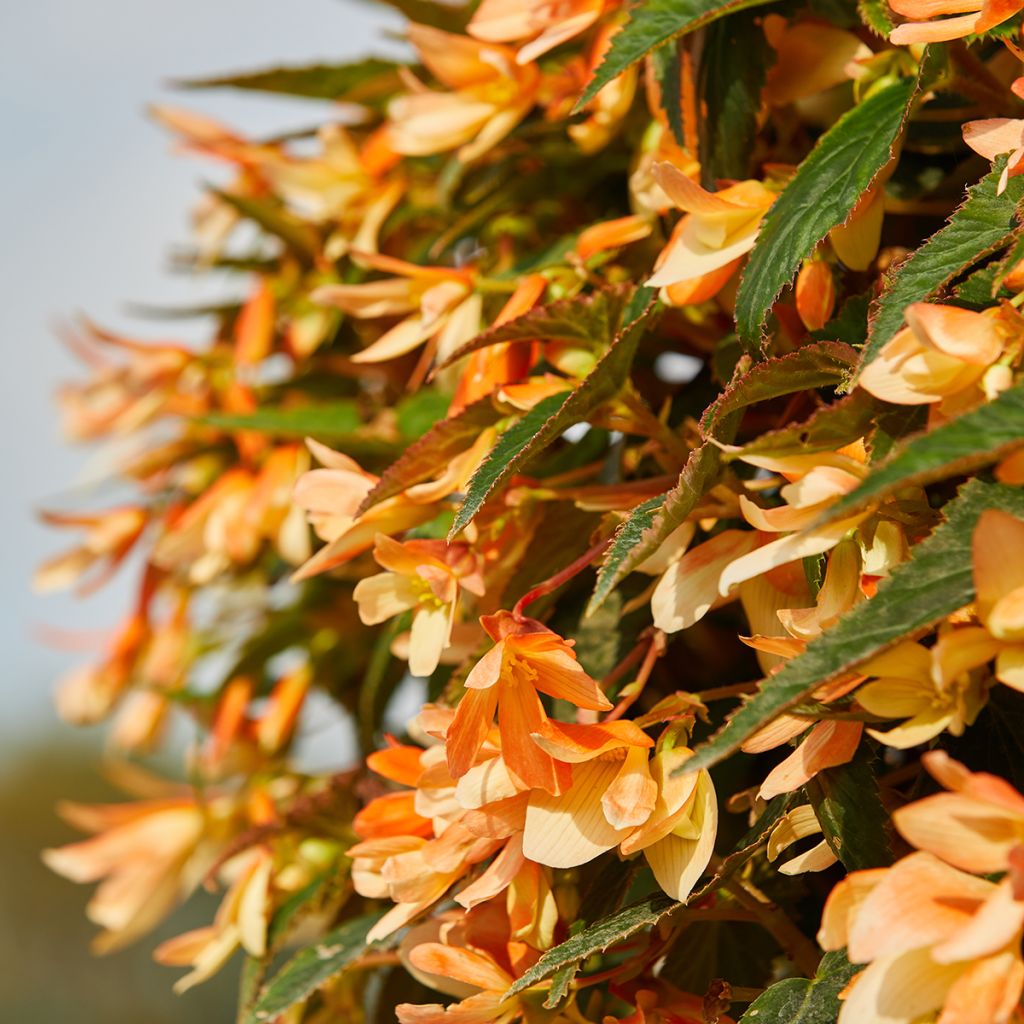 Begonie Copacabana F1 Tricolour (Pillierte Samen) - Begonia boliviensis