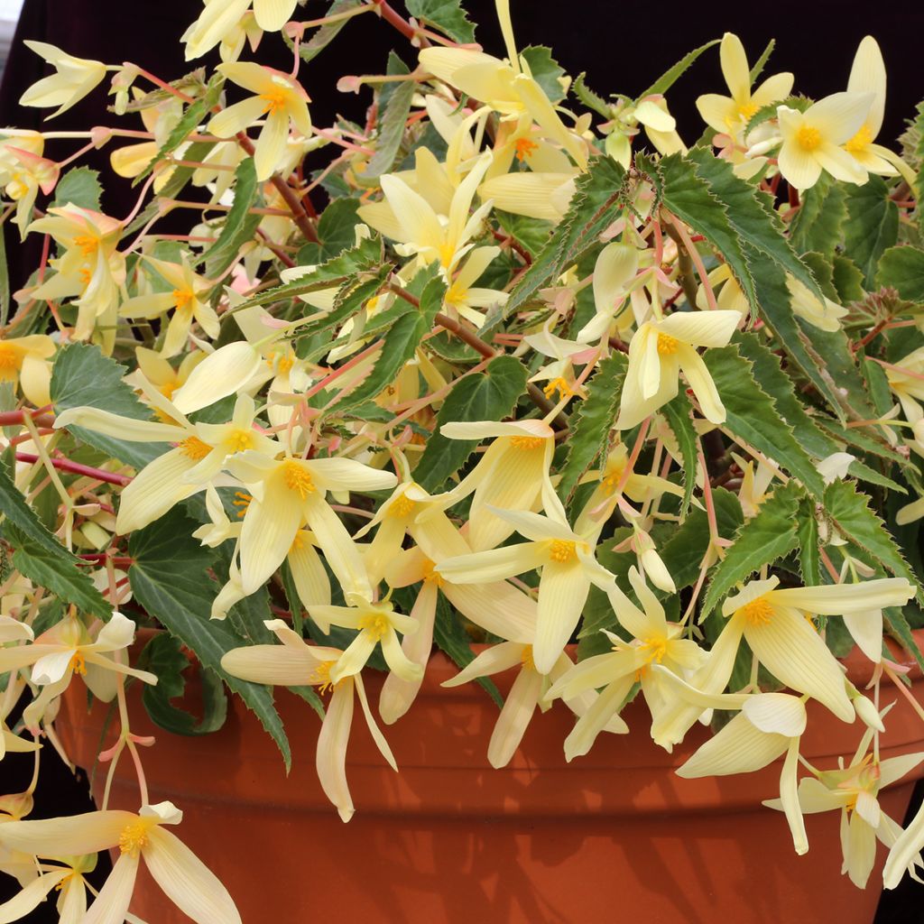 Begonie Copacabana F1 Yellow (Pillierte Samen) - Begonia boliviensis
