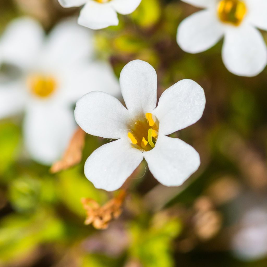Schneeflockenblume Snowtopia White (Samen) - Bacopa cordata