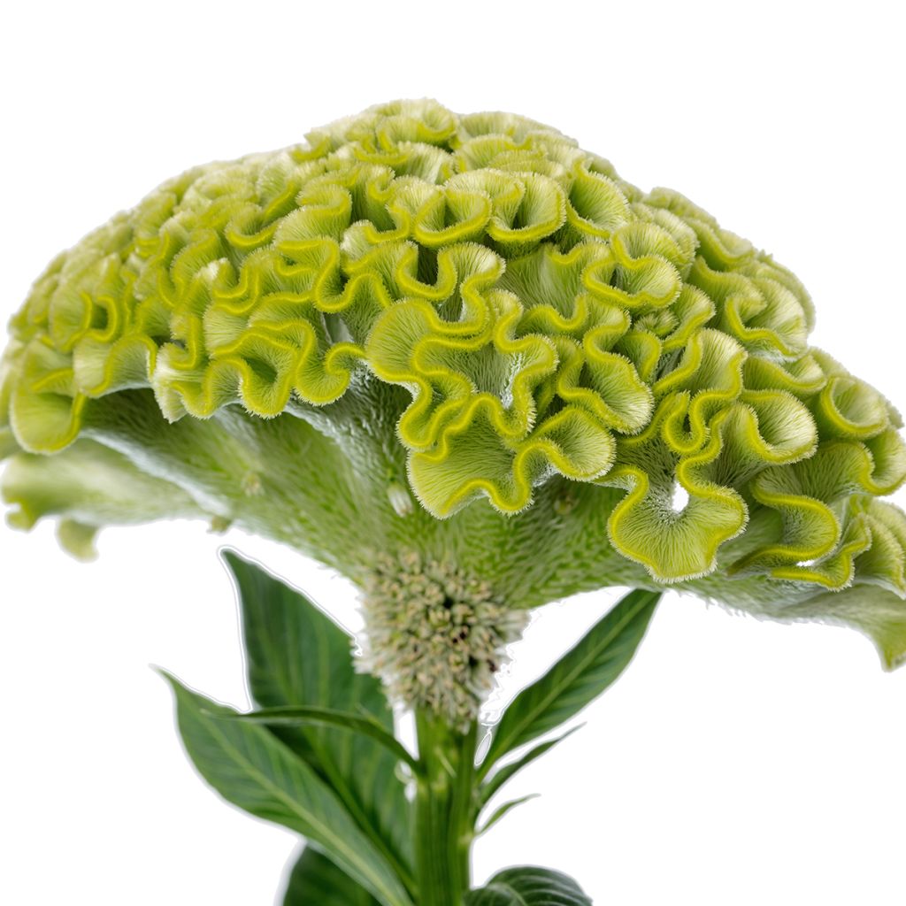 Celosia cristata Act Verda (Samen) - Hahnenkamm