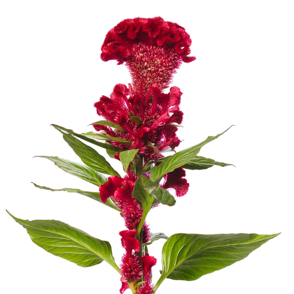 Celosia cristata Red Jack (Samen) - Hahnenkamm
