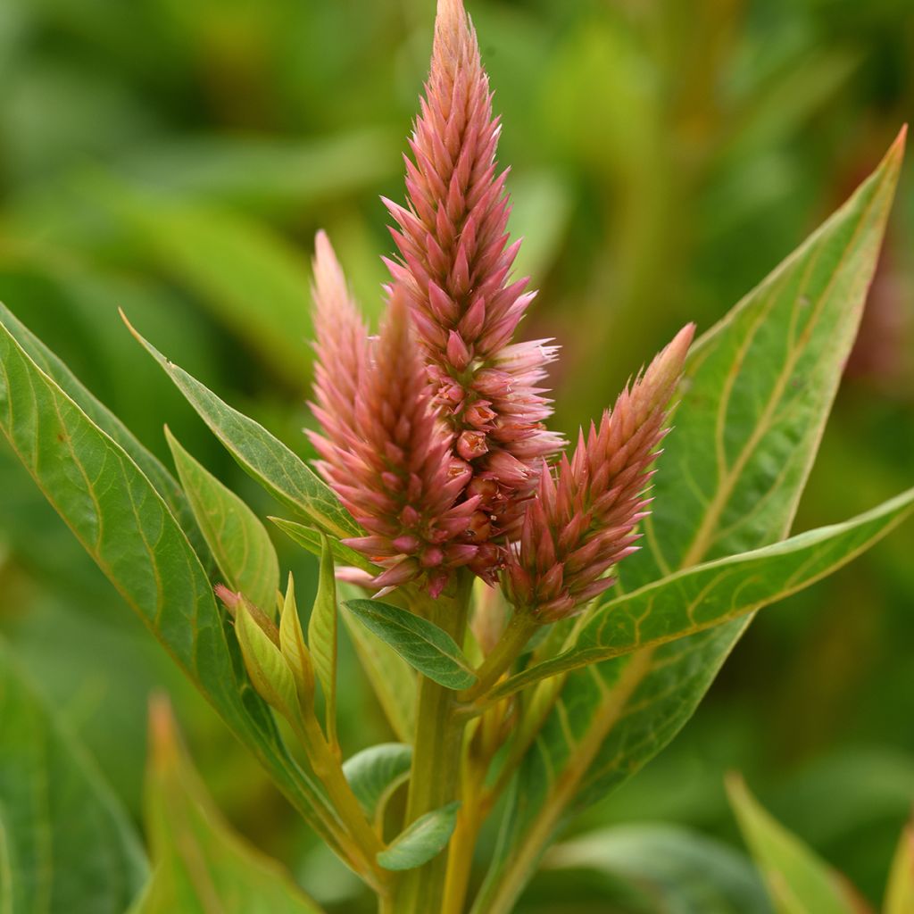 Celosia spicata Celway Salmon (Samen) - Silber-Brandschopf