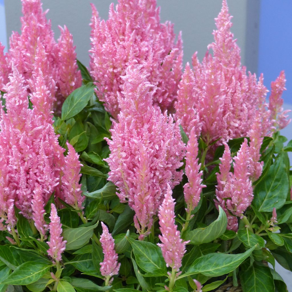 Celosia spicata Flamma Pink (Samen) - Silber-Brandschopf