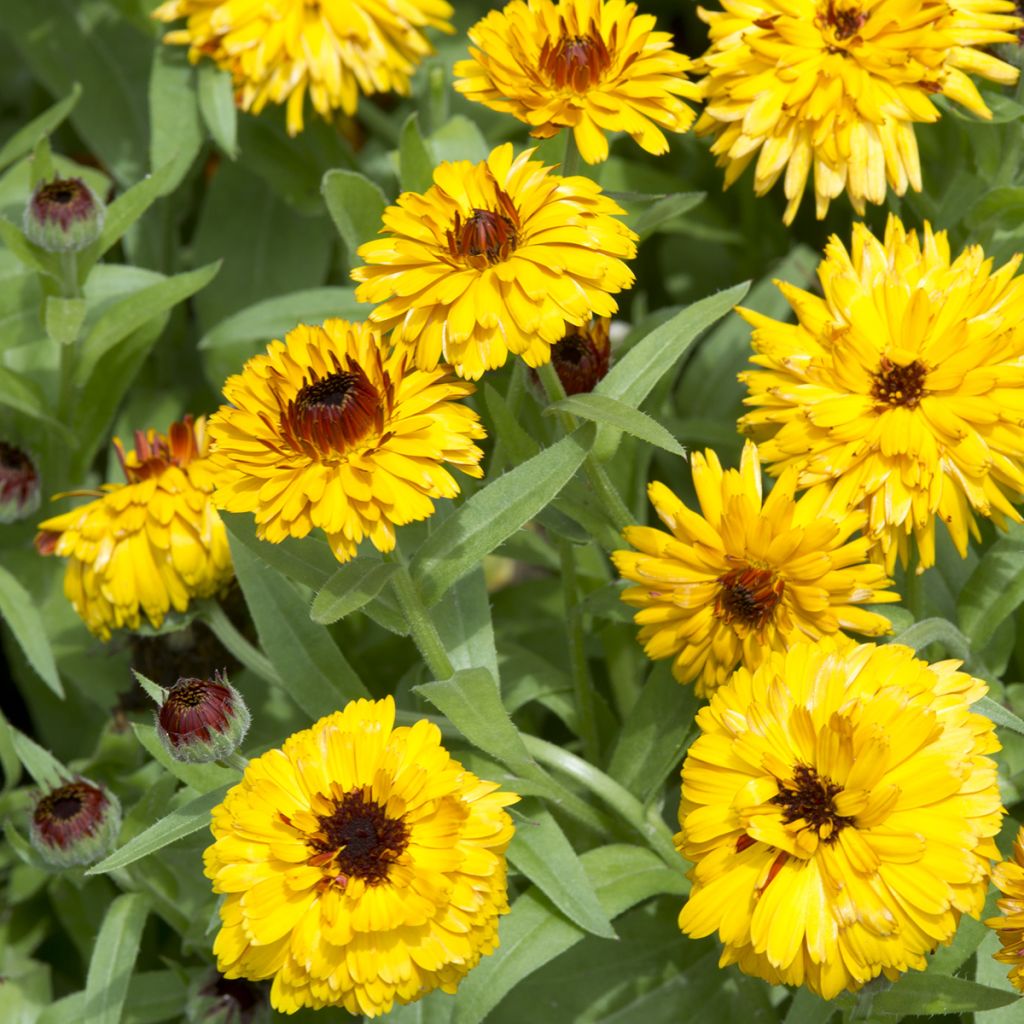 Ringelblume Bull's Eye (Samen) - Calendula officinalis