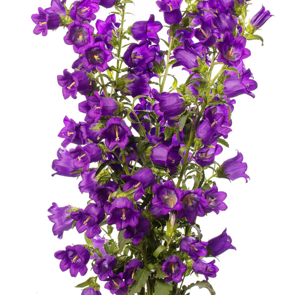 Marien-Glockenblume F1 Big Ben Deep Blue (Pillierte Samen) - Campanula medium