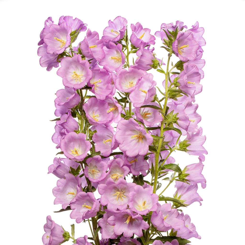 Marien-Glockenblume F1 Big Ben Lavender (Pillierte Samen) - Campanula medium