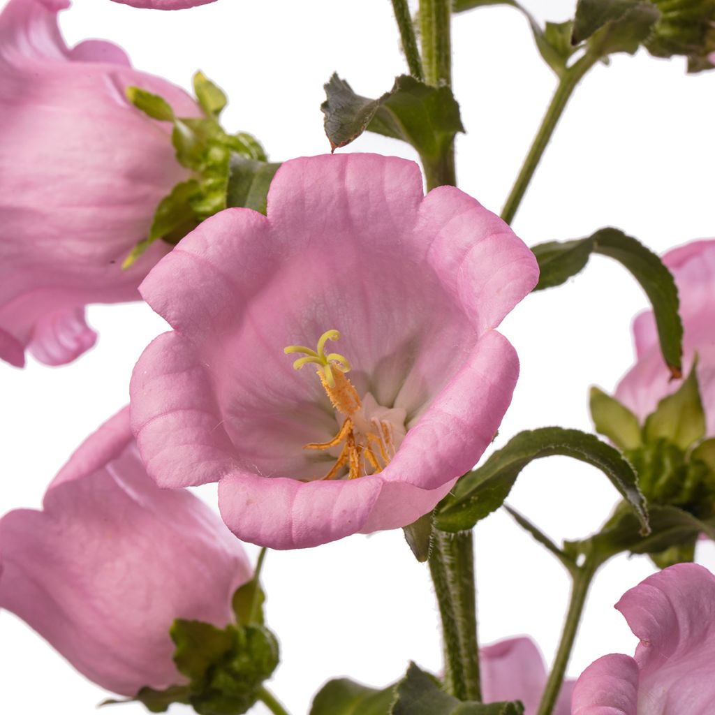 Marien-Glockenblum F1 Big Ben Pink (Pillierte Samen) - Campanula medium