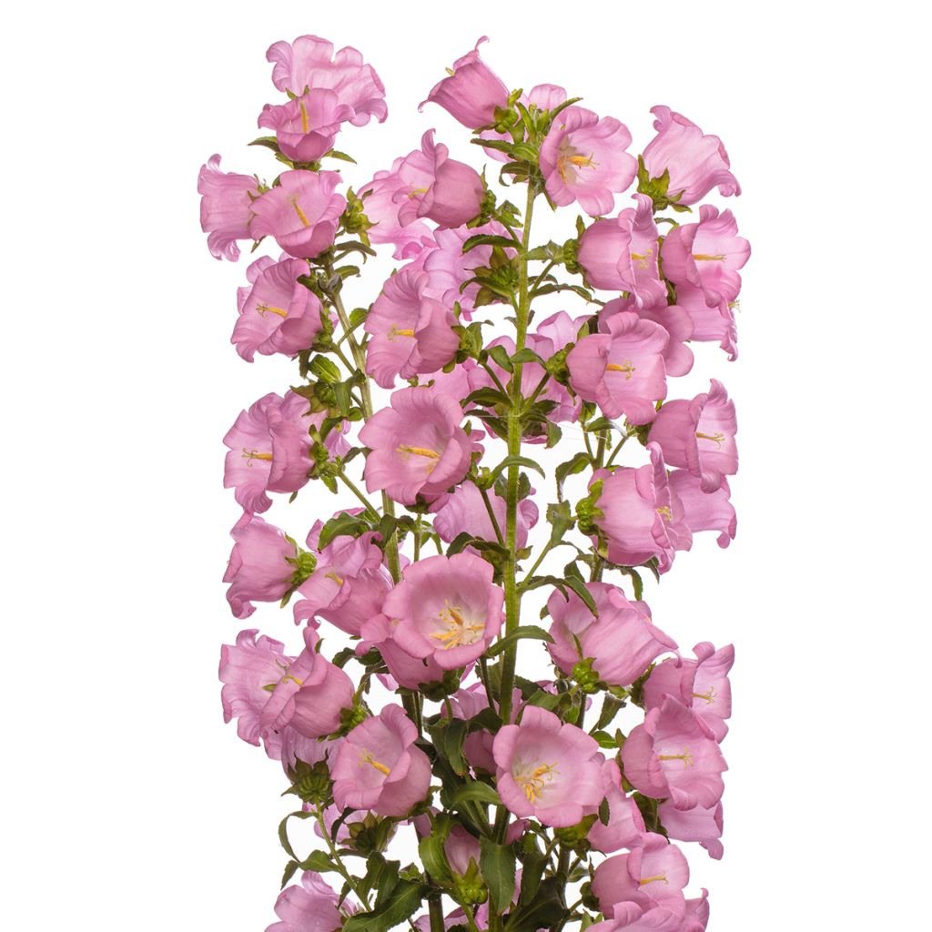 Marien-Glockenblum F1 Big Ben Pink (Pillierte Samen) - Campanula medium