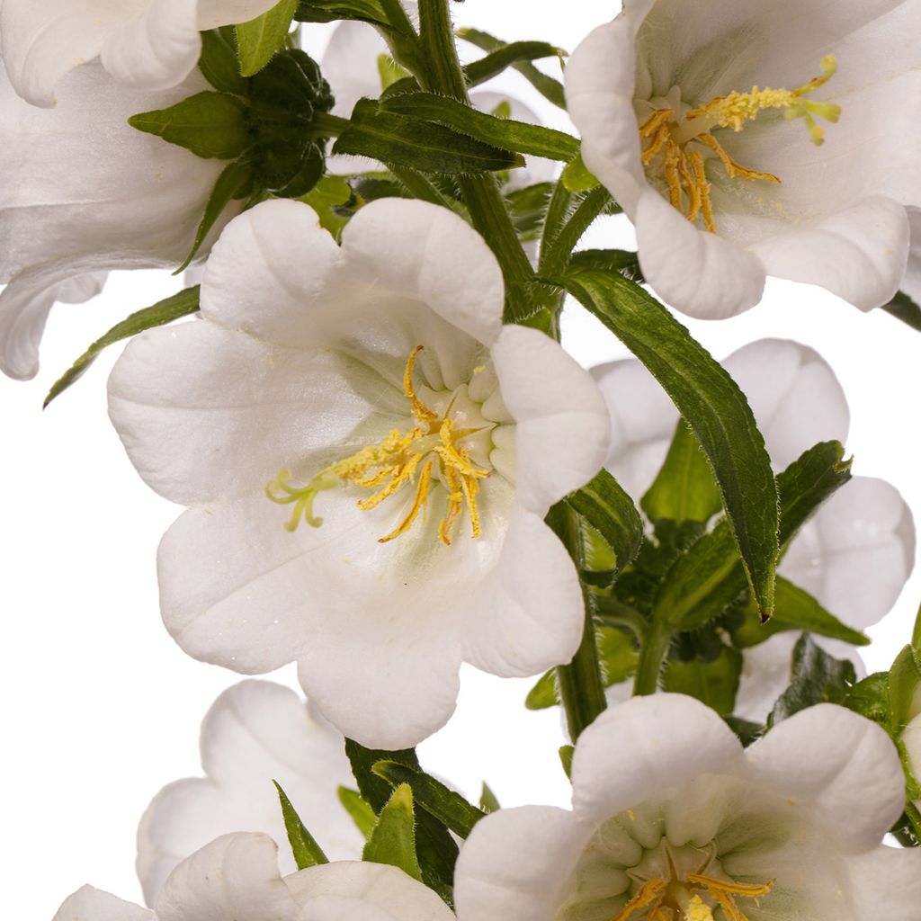 Marien-Glockenblume F1 Big Ben White Imp. (Pillierte Samen) - Campanula medium