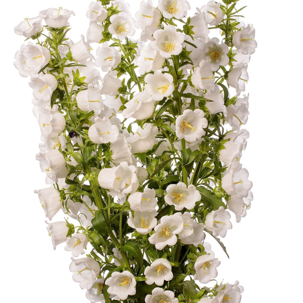 Marien-Glockenblume F1 Big Ben White Imp. (Pillierte Samen) - Campanula medium