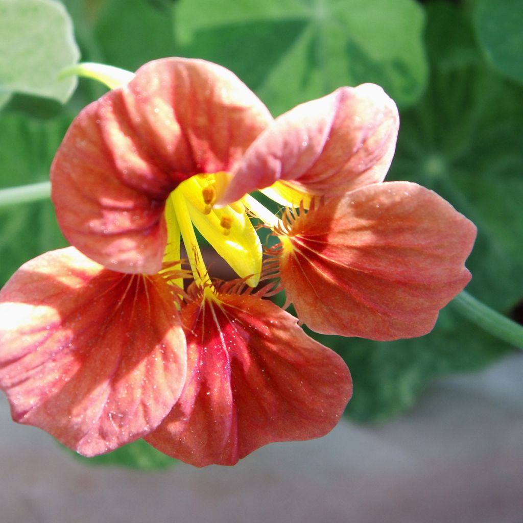 Graines de Capucine naine Salmon Baby - Tropaeolum majus