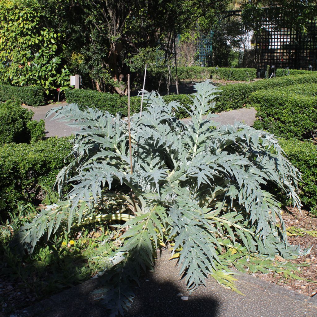Wilde Artischocke - Cynara cardunculus (Samen)