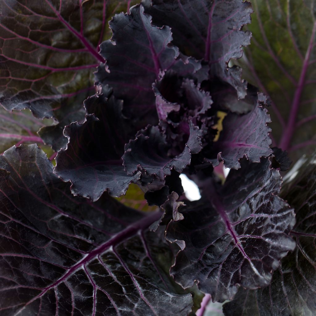 Graines de Chou d'ornement F1 Black Leaf