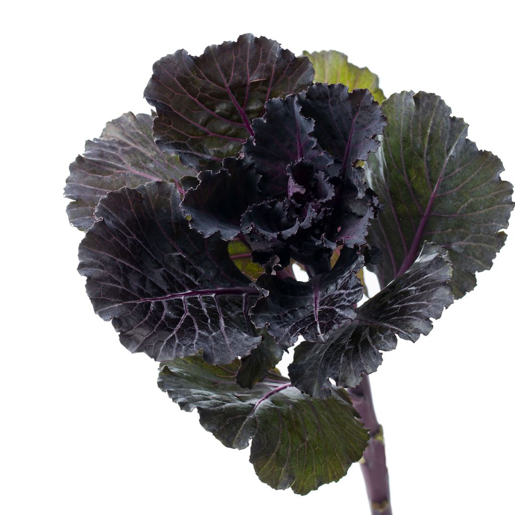 Graines de Chou d'ornement F1 Black Leaf