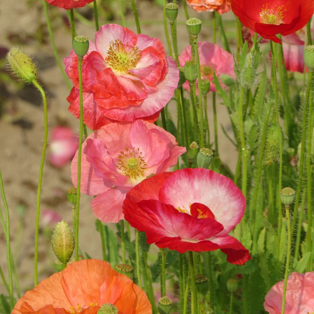 Graines de Coquelicot Shirley Mix BIO