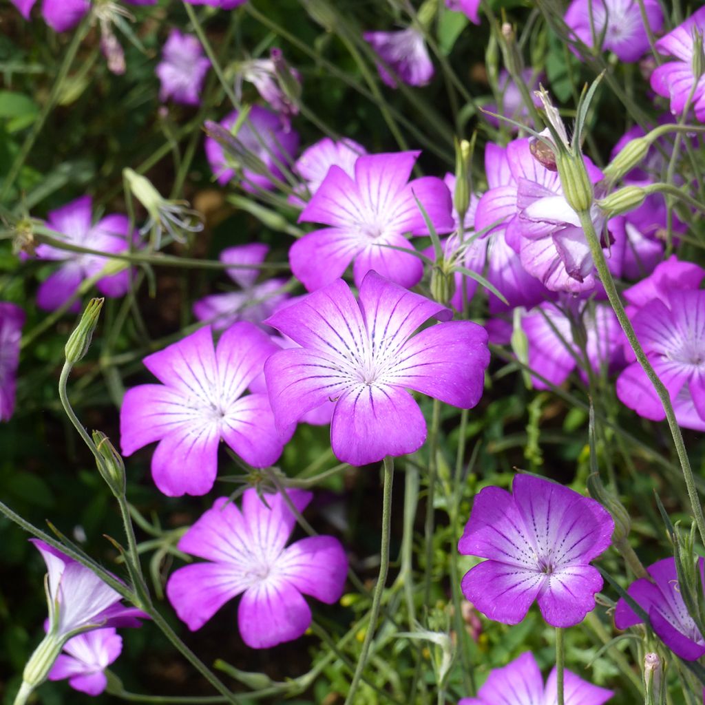 Agrostemma githago Purple Queen (Samen) - Gewöhnliche Kornrade