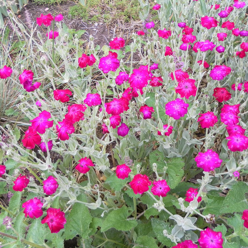 Lychnis coronaria atropurpurea (samen)  - Kranz-Lichtnelke