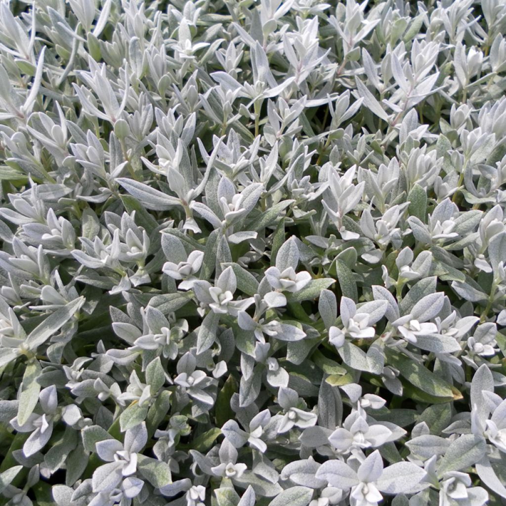 Cerastium biebersteinii (Samen) - Bieberstein Hornkraut